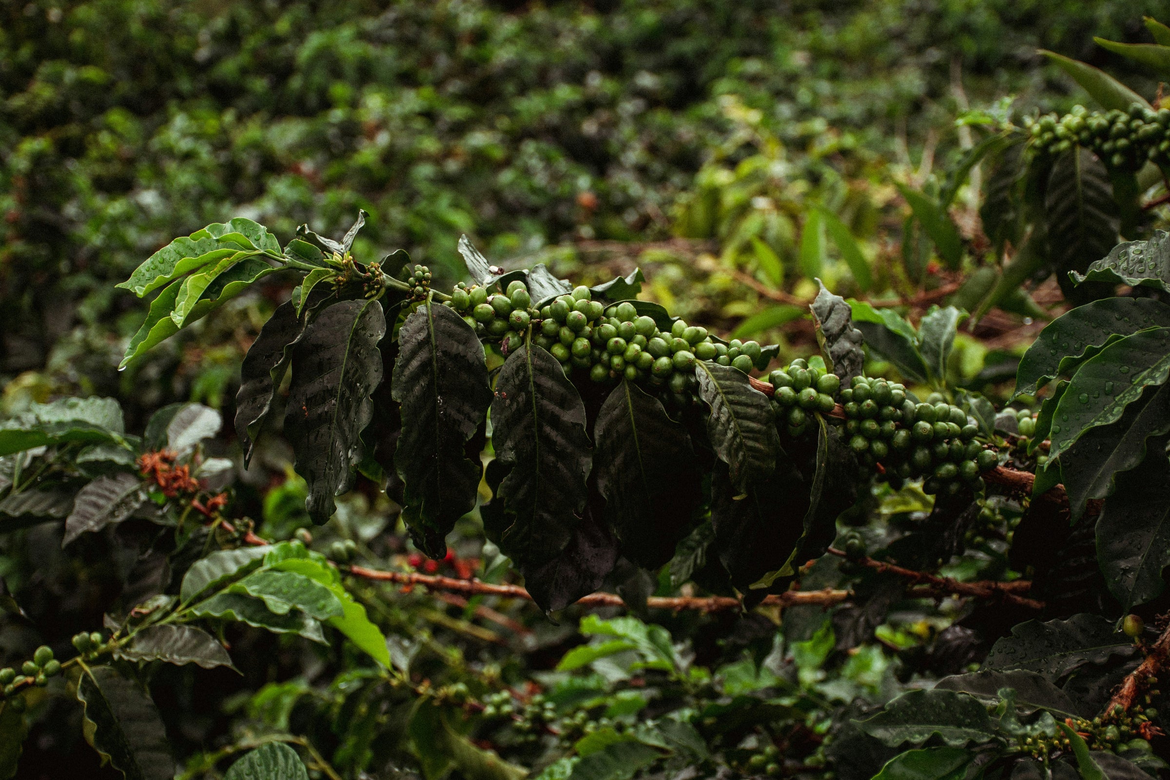 Colombia origin