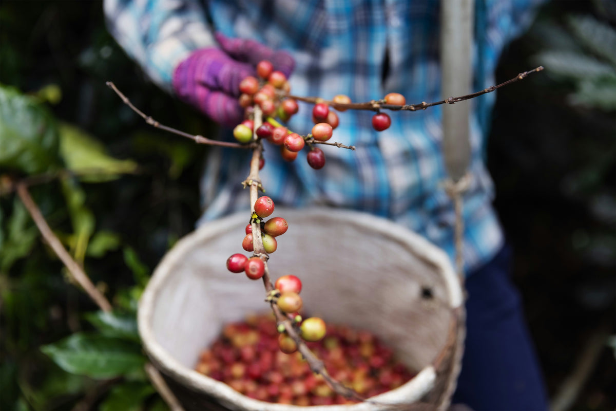 Ethiopia Natural