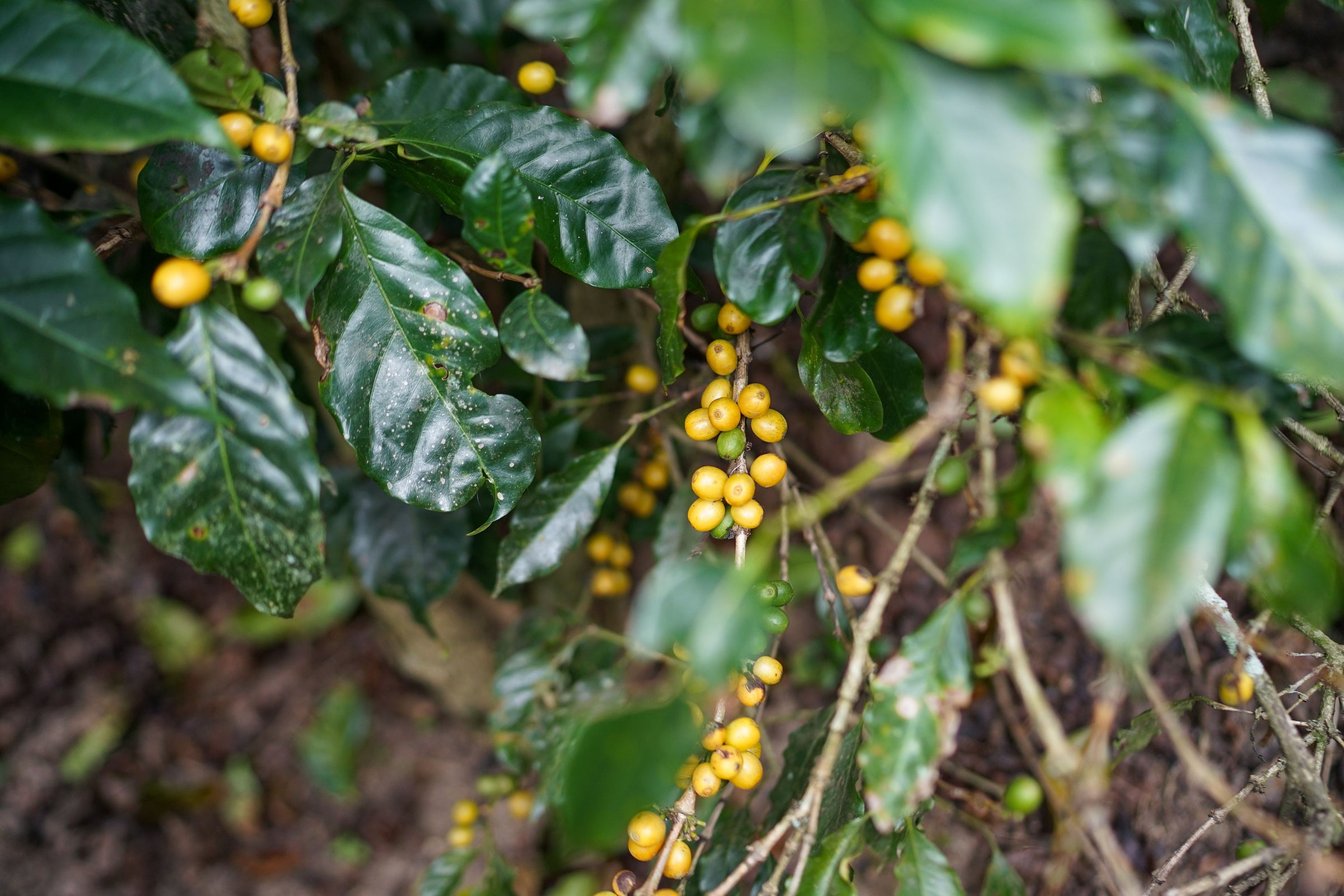 Sumatra origin